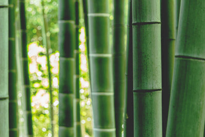 Nachhaltiger Bambus